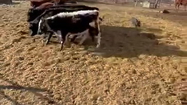 Duece Loading Cattle on Trailer